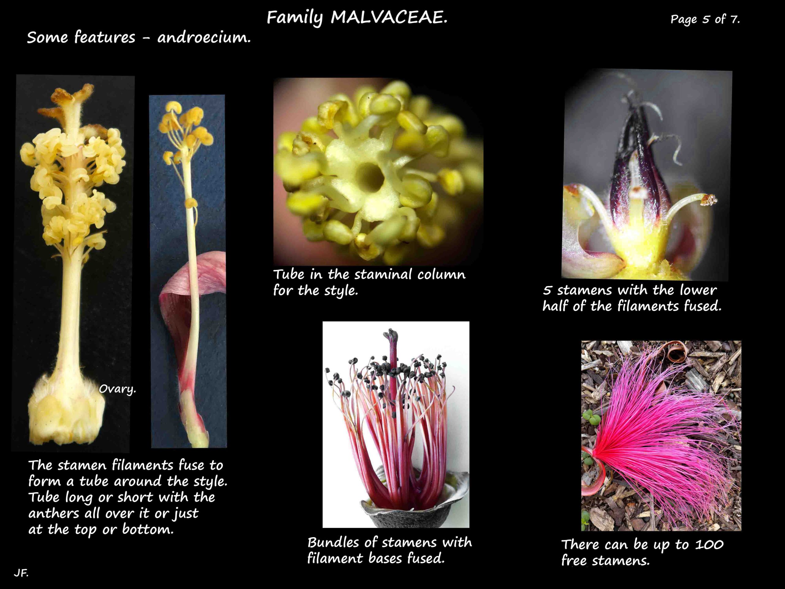 5 Staminal column in Malvaceae